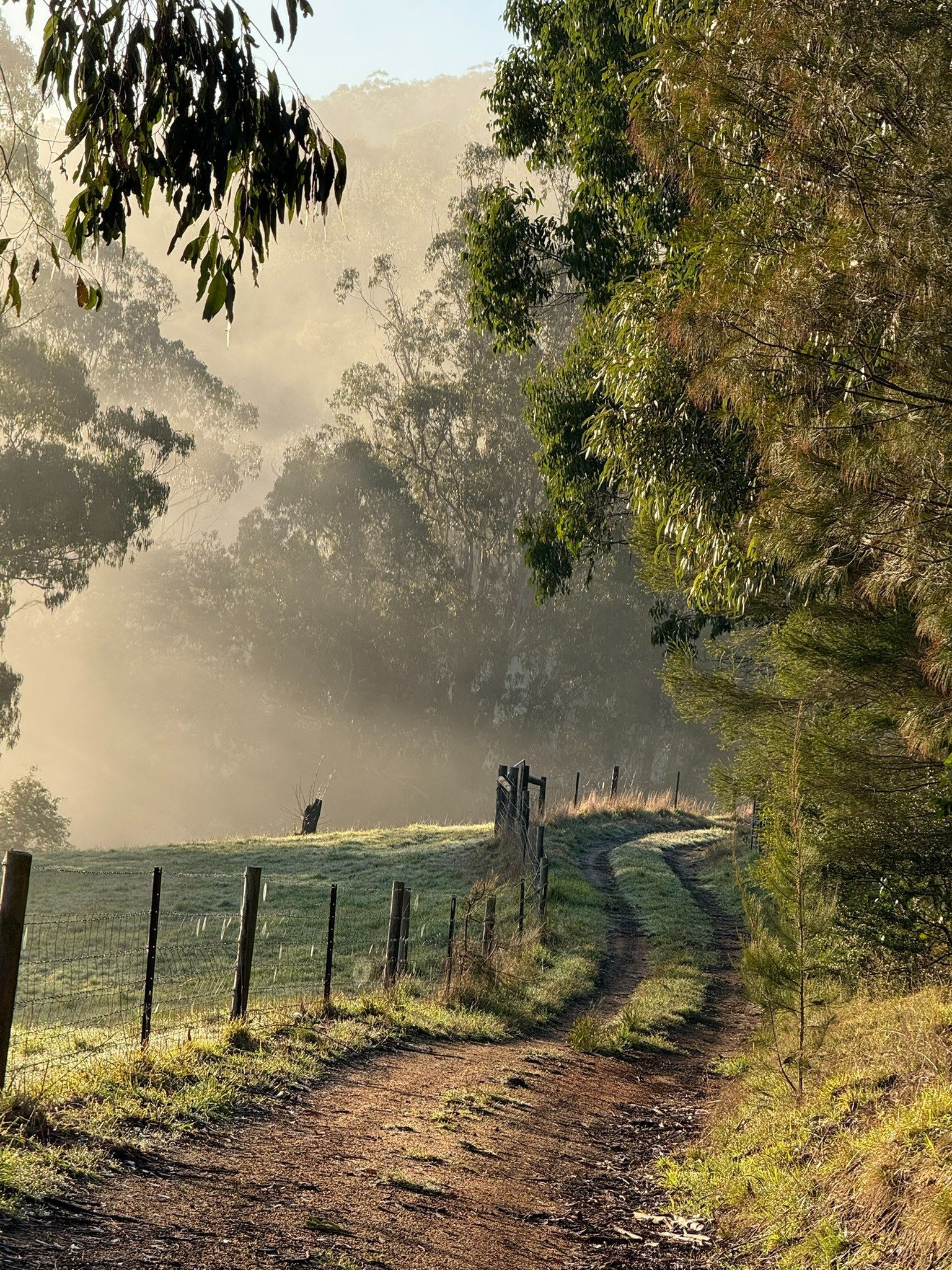 Manna Grove pasture and forest landscape