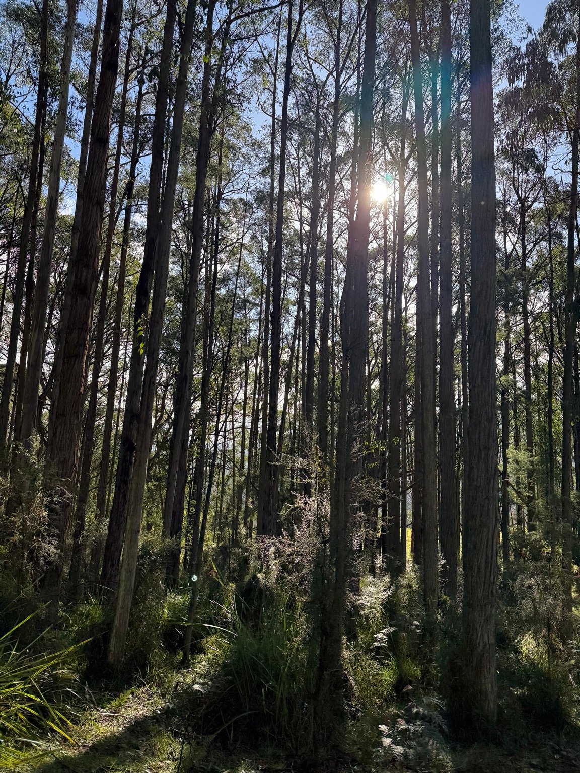 Sunlight through the eucalypt forest at Manna Grove