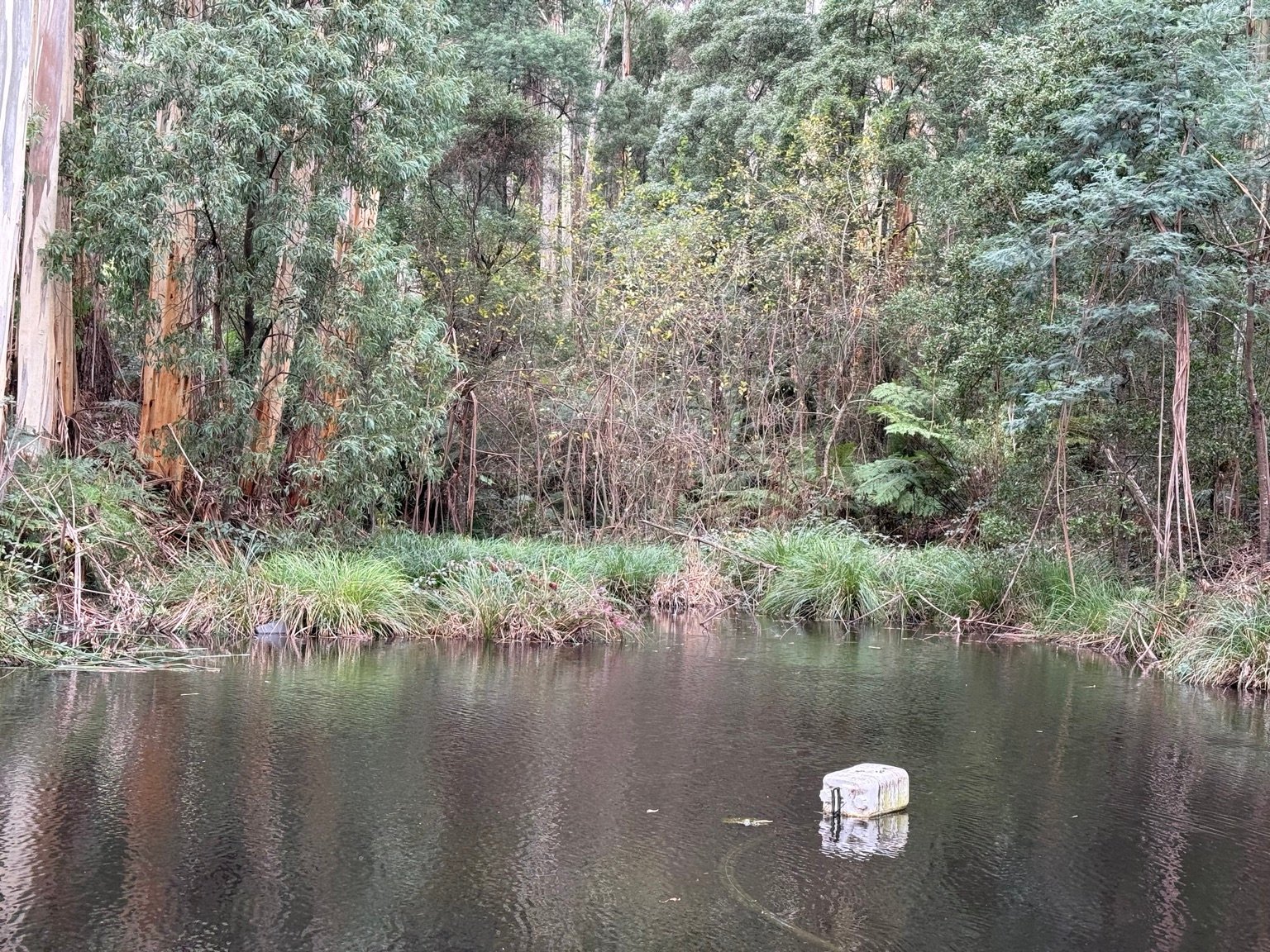 Forest-fringed dam at Manna Grove