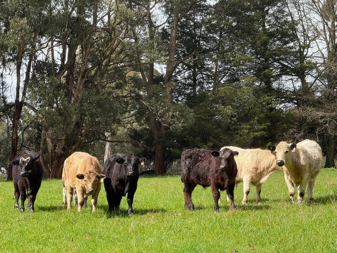 Speckle Park Angus steers at Manna Grove