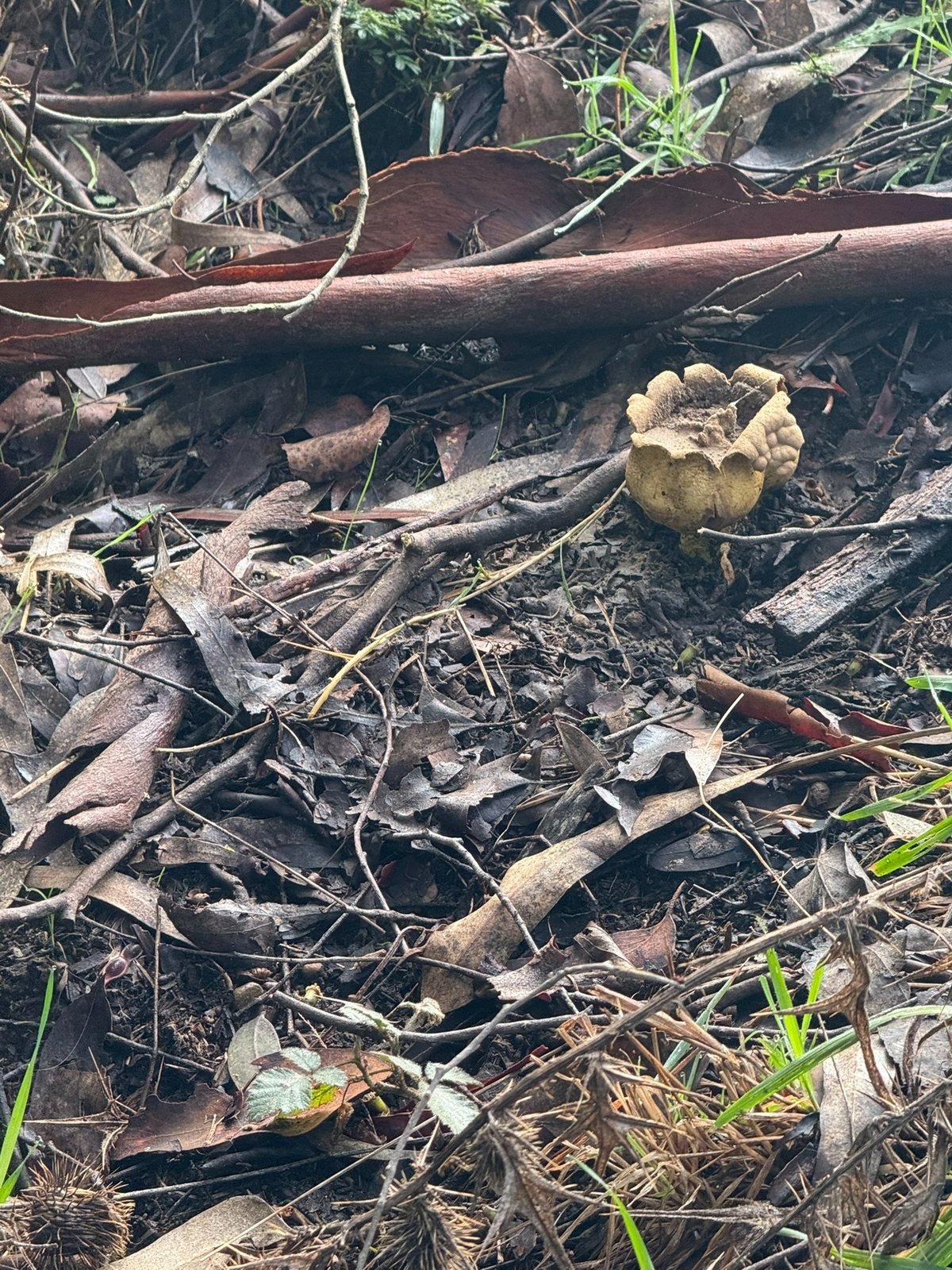 Small mushroom on the forest floor at Manna Grove
