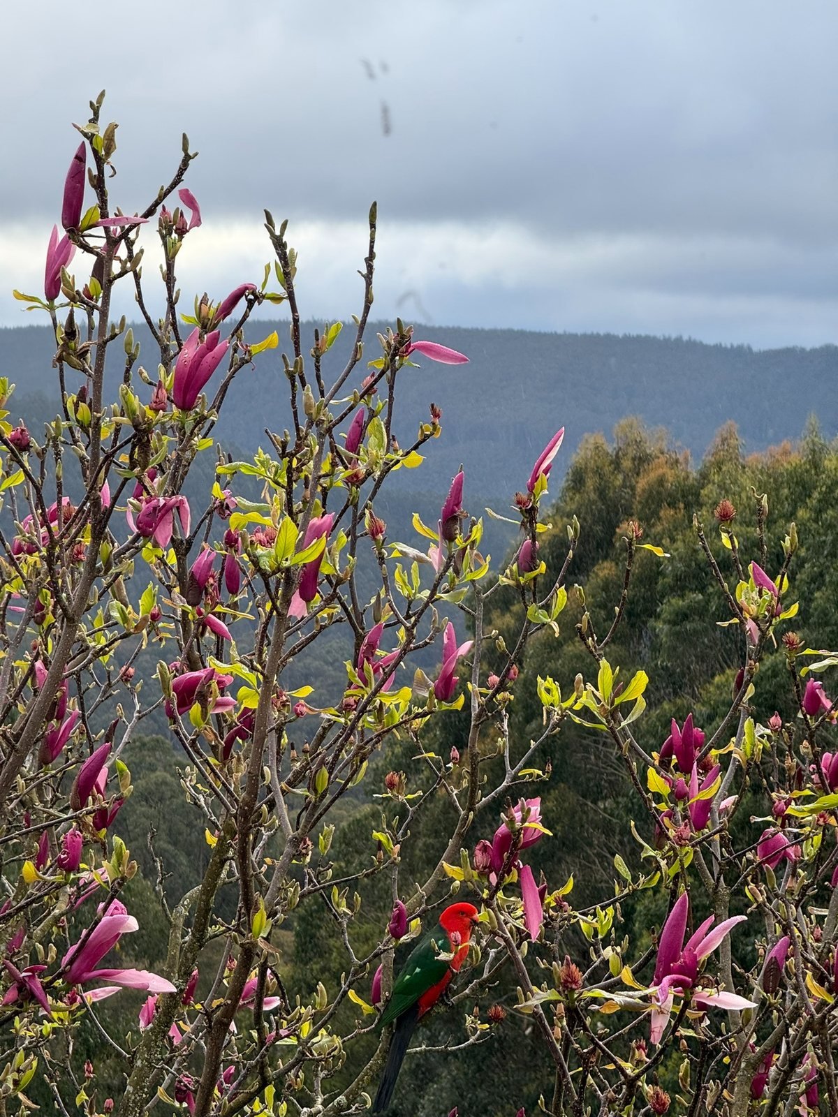 Forest edge and blossom at Manna Grove