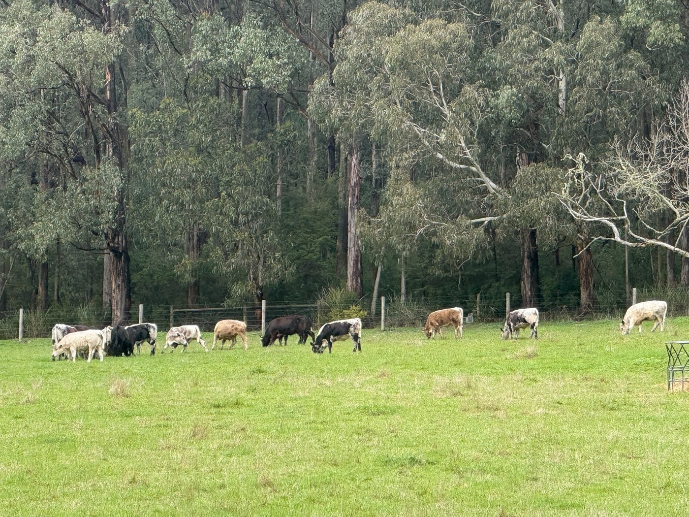 Cattle grazing at Manna Grove